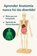 Modelo Científico 3D Corpo Humano