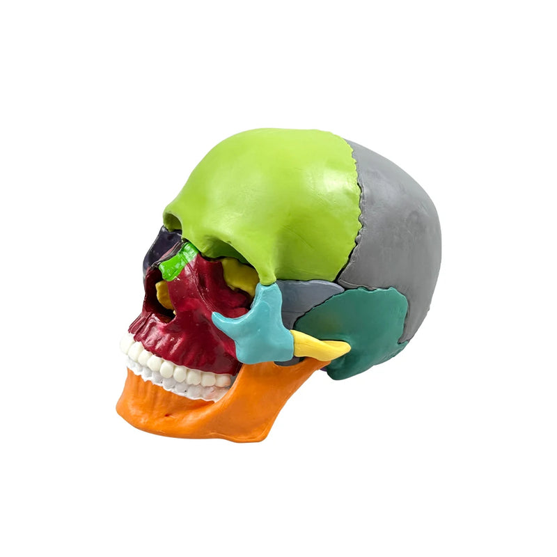 Crânio anatômico desmontável