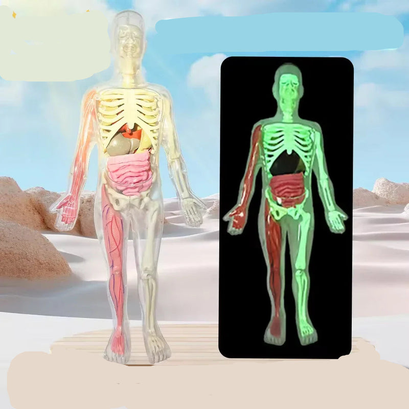 Modelo Científico 3D Corpo Humano