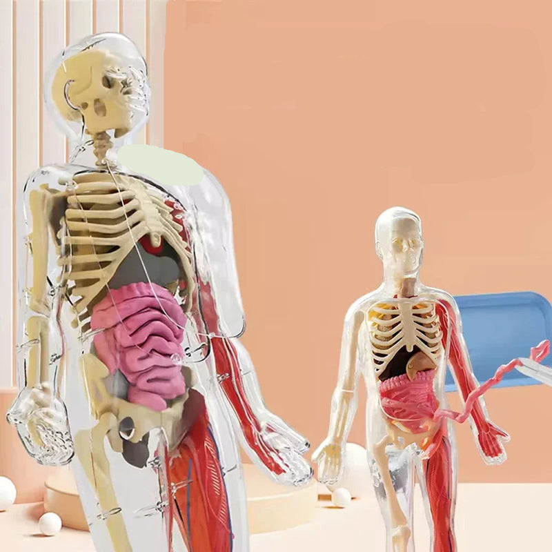 Modelo Científico 3D Corpo Humano