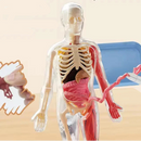 Modelo Científico 3D Corpo Humano