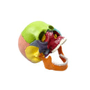 Crânio anatômico desmontável