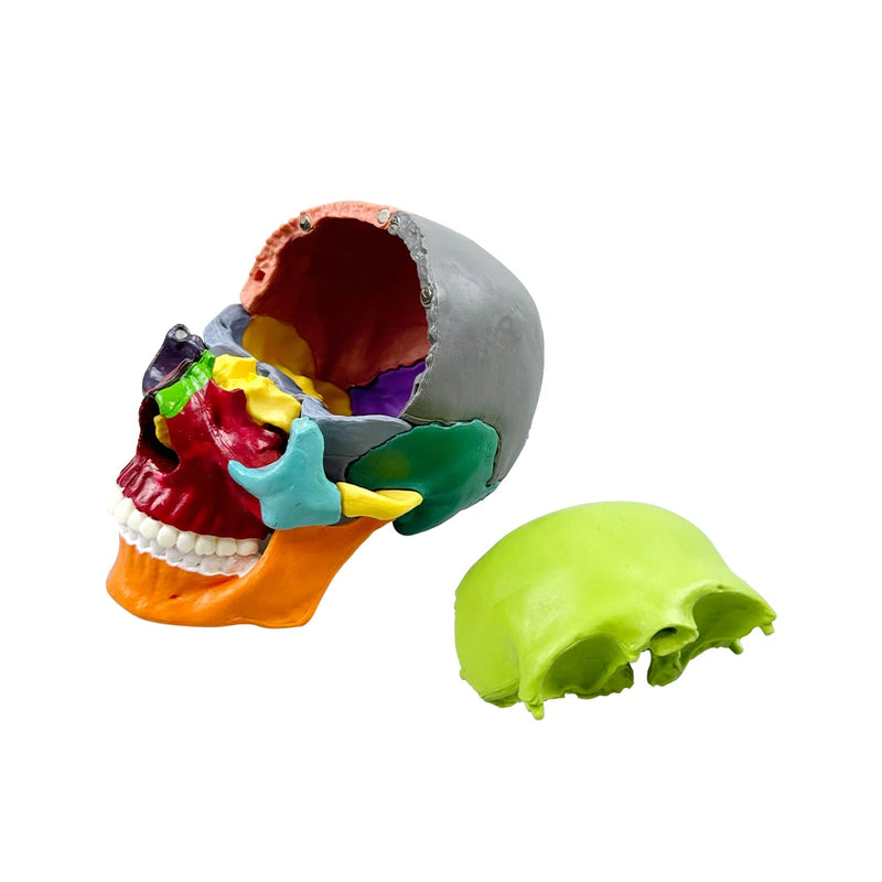 Crânio anatômico desmontável