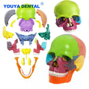 Crânio anatômico desmontável