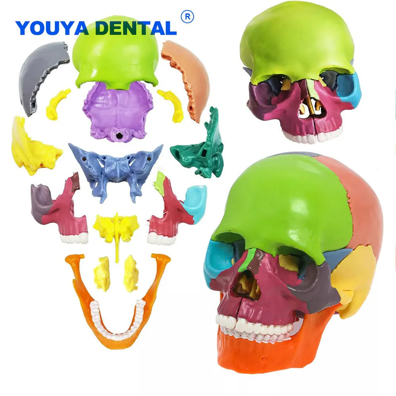 Crânio anatômico desmontável