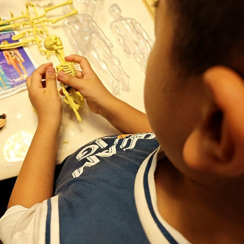 Modelo Científico 3D Corpo Humano