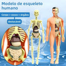 Modelo Científico 3D Corpo Humano