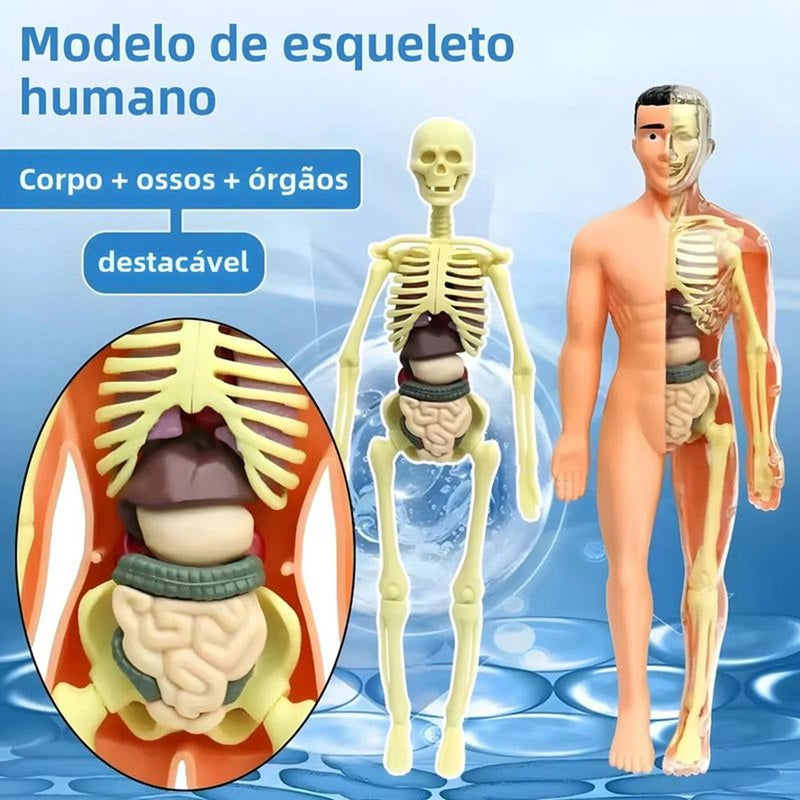 Modelo Científico 3D Corpo Humano