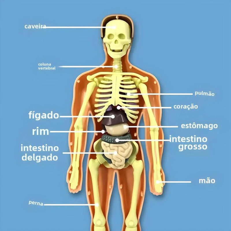 Modelo Científico 3D Corpo Humano