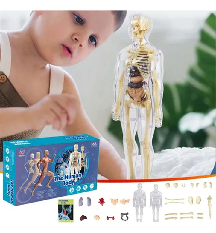 Modelo Científico 3D Corpo Humano