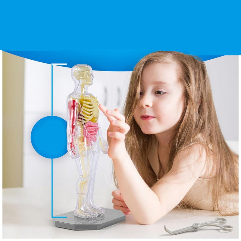 Modelo Científico 3D Corpo Humano