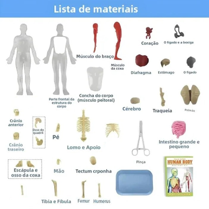 Modelo Científico 3D Corpo Humano