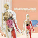 Modelo Científico 3D Corpo Humano